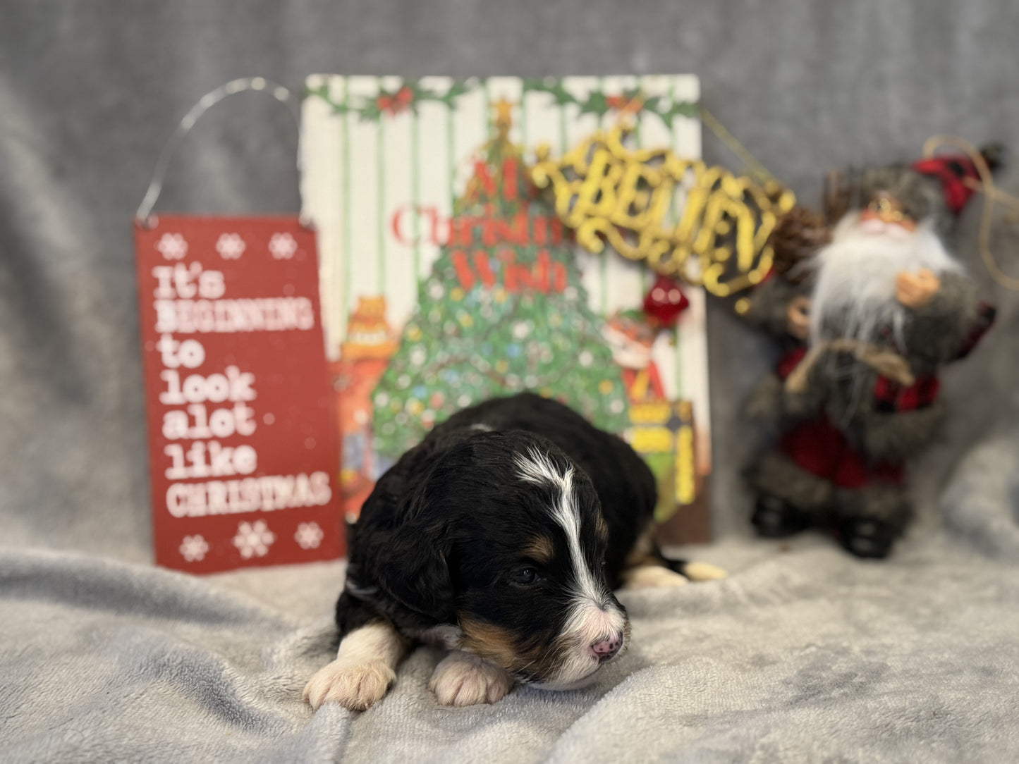 F1 Mini/medium Bernedoodle (female) "Abigail”