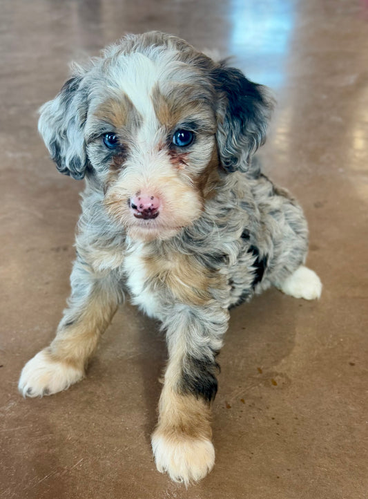 F1B Micro/Mini Bernedoodle (female) "Kate”