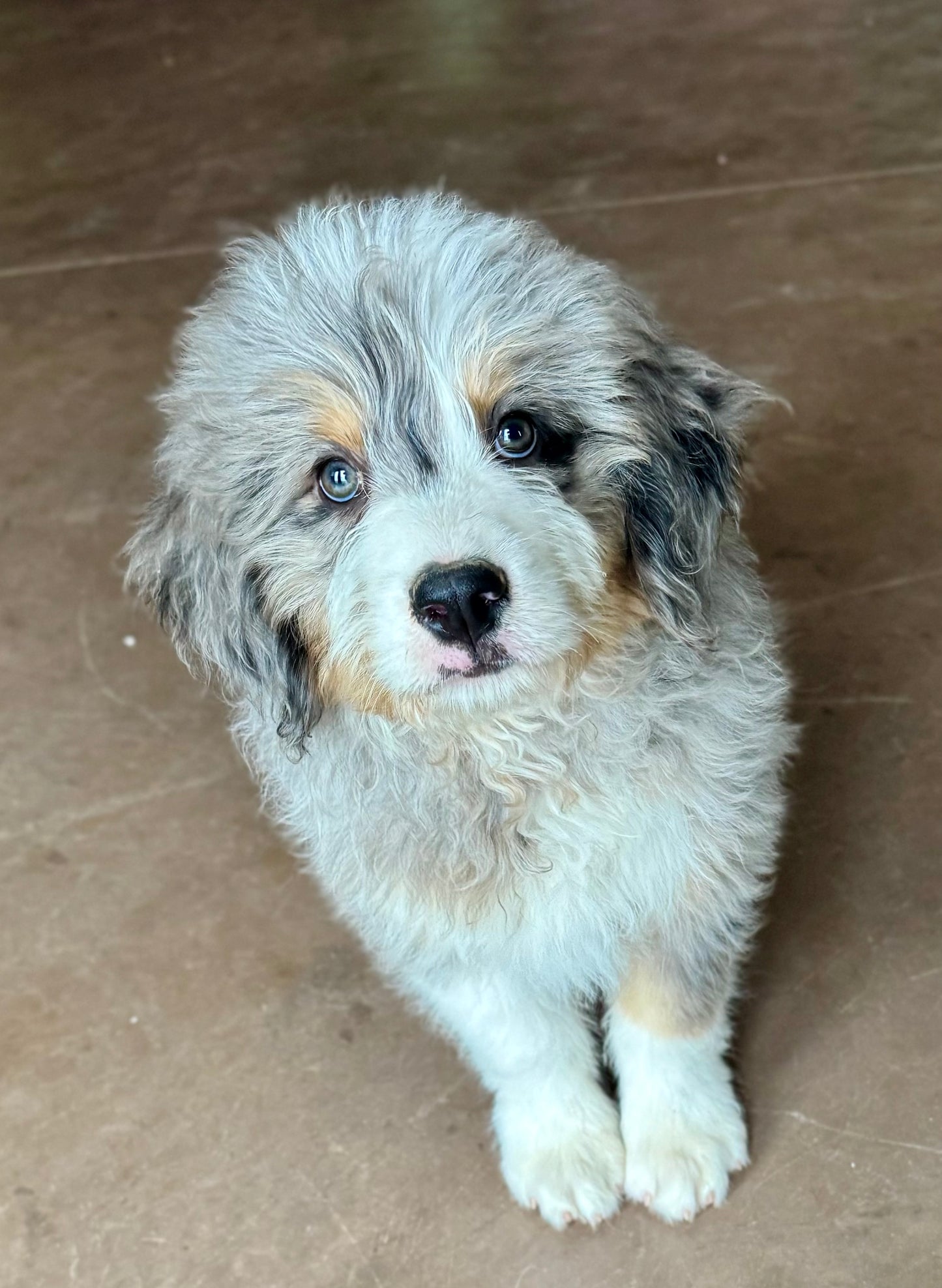 F1 Standard Bernedoodle (male) "Tigger"