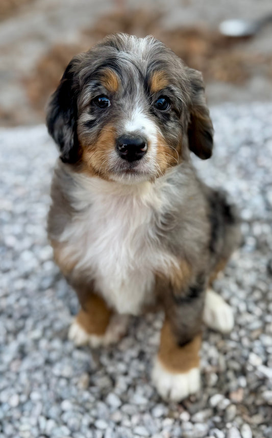 F1 Mini Bernedoodle (male) "Woody"