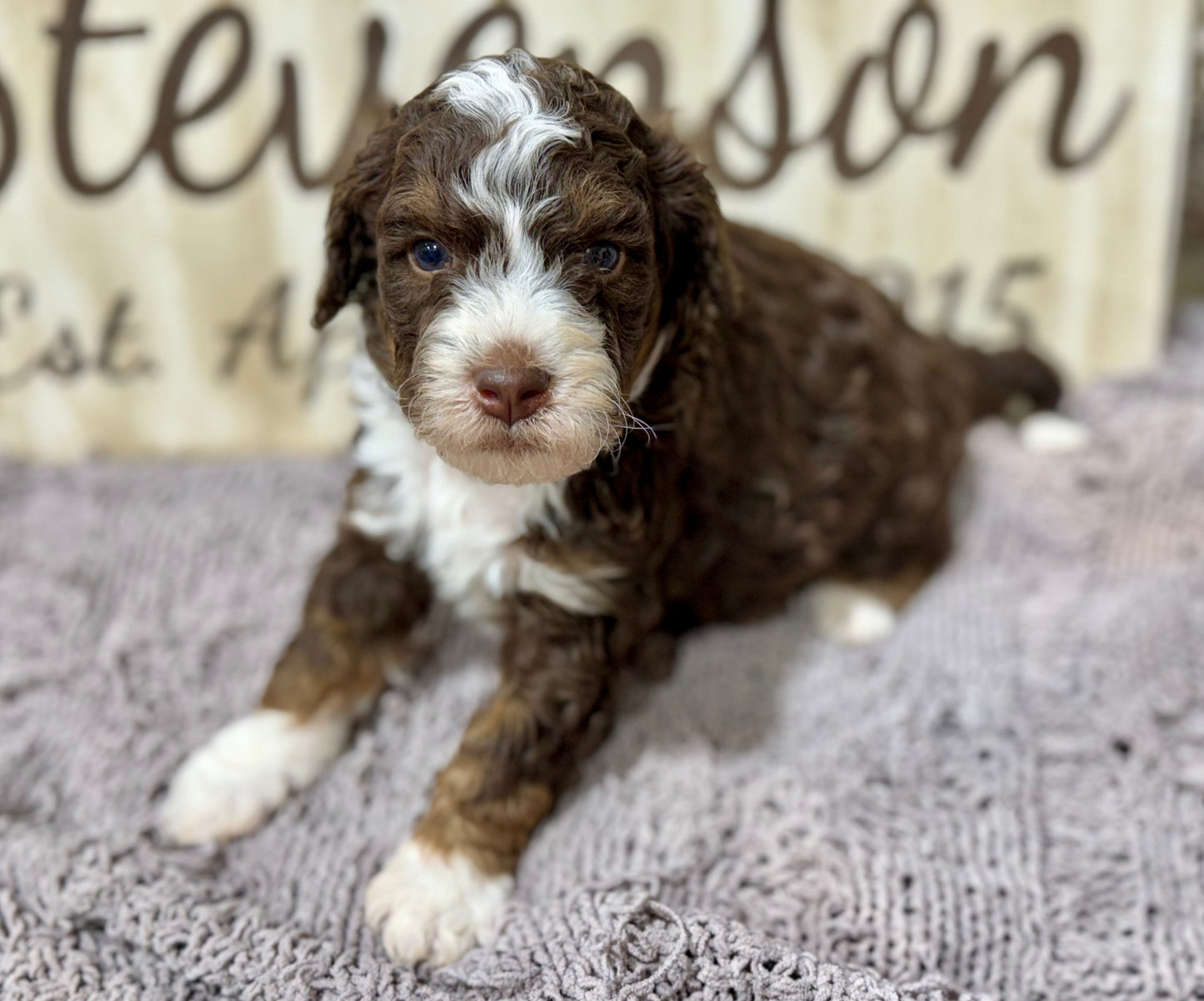 F1bb Micro/Mini Bernedoodle (male) "John Dutton”