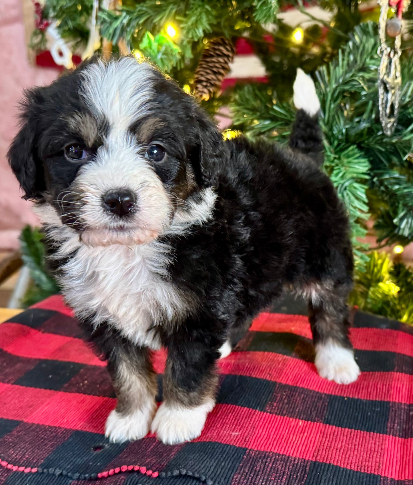 F1 Standard Bernedoodle (female) "Minnie”