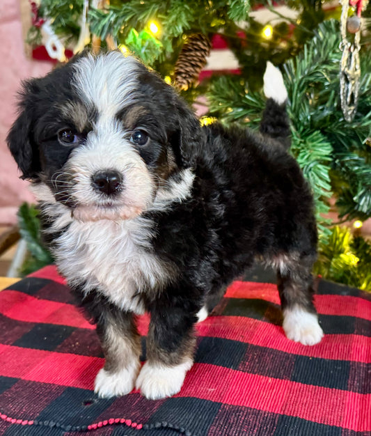 F1 Standard Bernedoodle (female) "Minnie”
