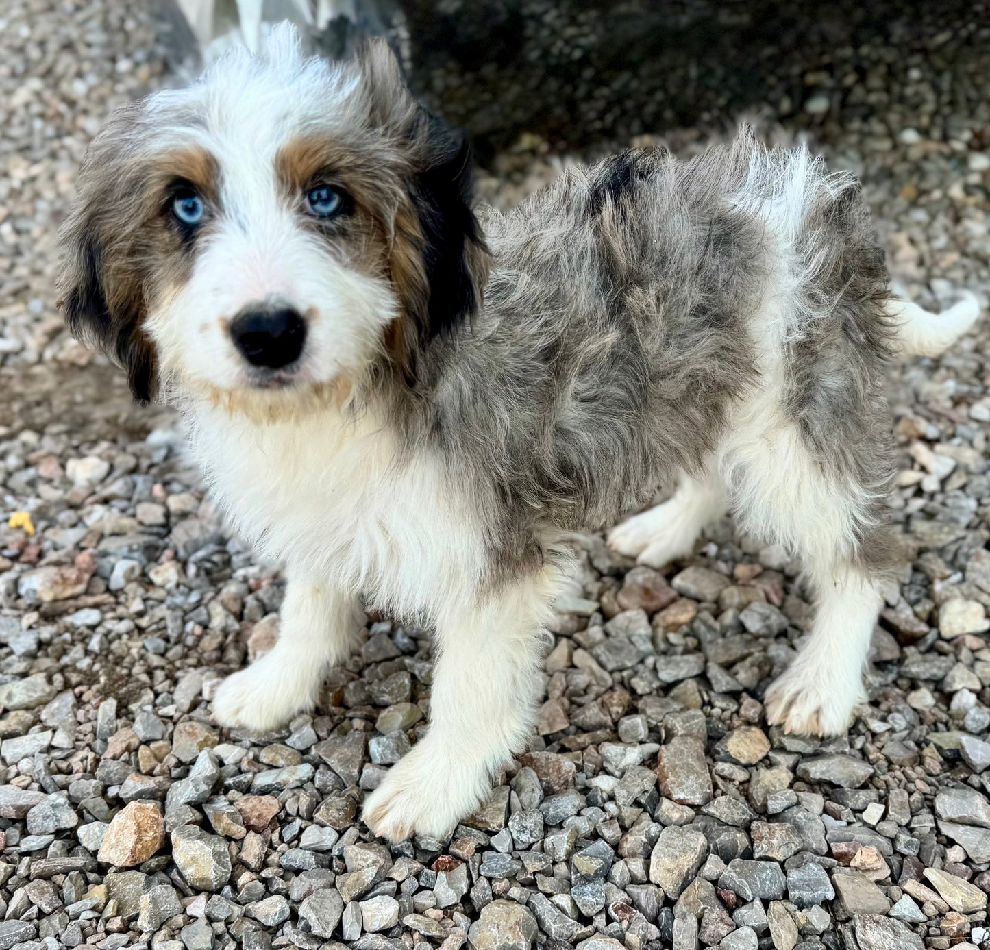 F1B Mini Bernedoodle (female) "Princess Atta”