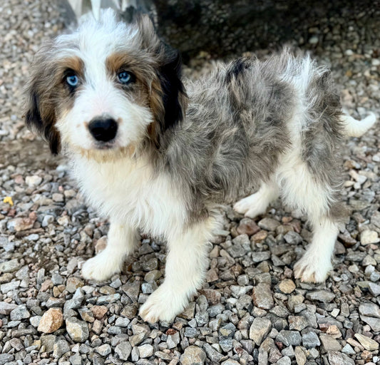 F1B Mini Bernedoodle (female) "Princess Atta”