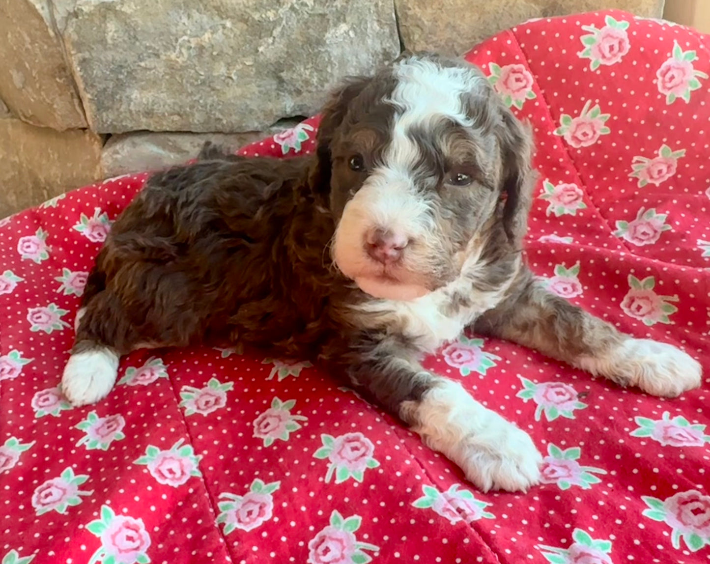 F1bb Micro/Mini Bernedoodle (male) "Cinnamon"