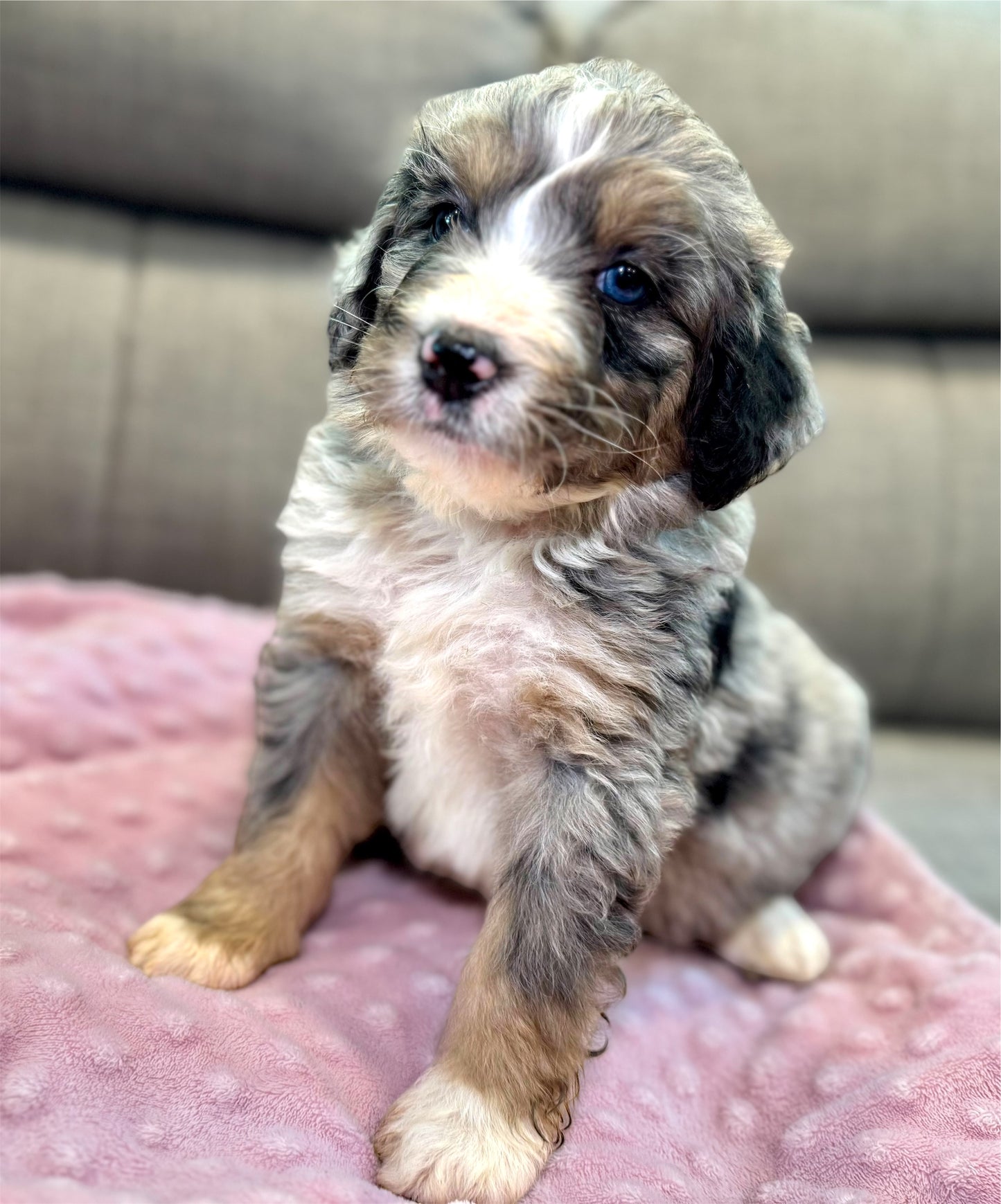 F1 Standard Bernedoodle (female) "Carol"