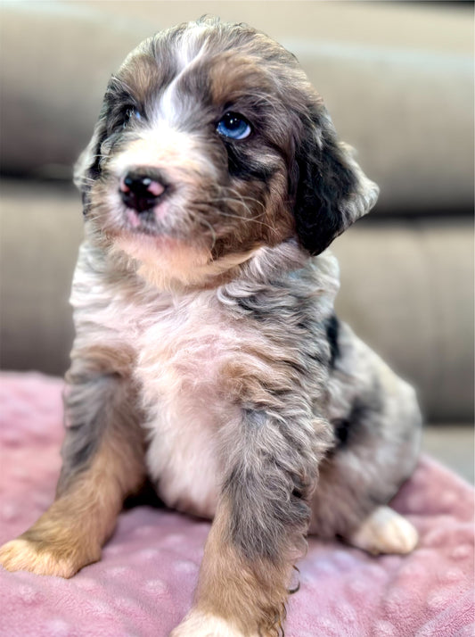 F1 Standard Bernedoodle (female) "Carol"