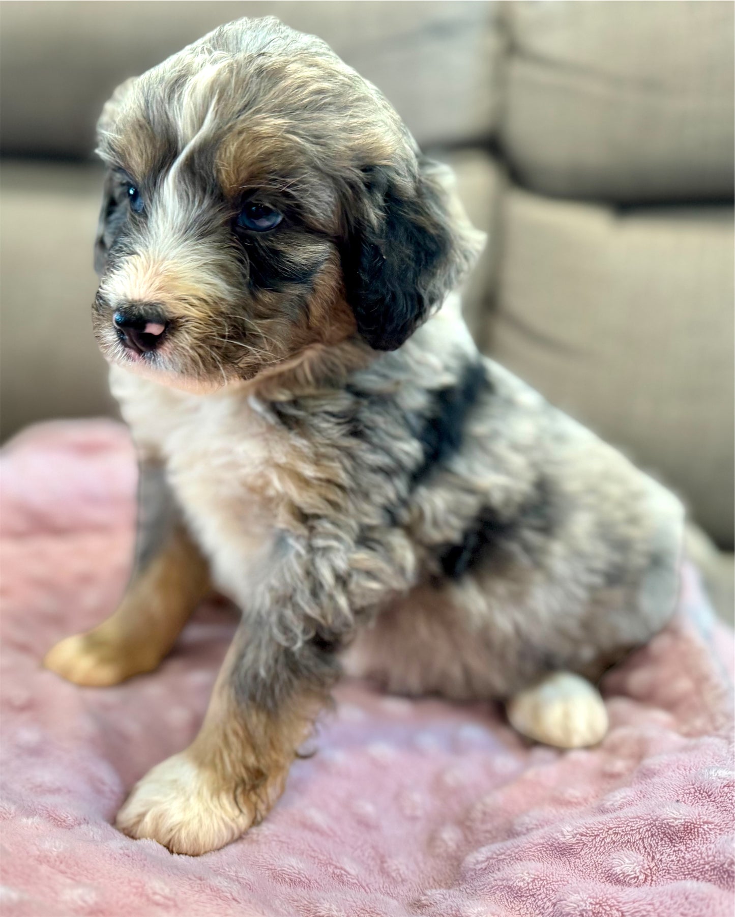 F1 Standard Bernedoodle (female) "Carol"