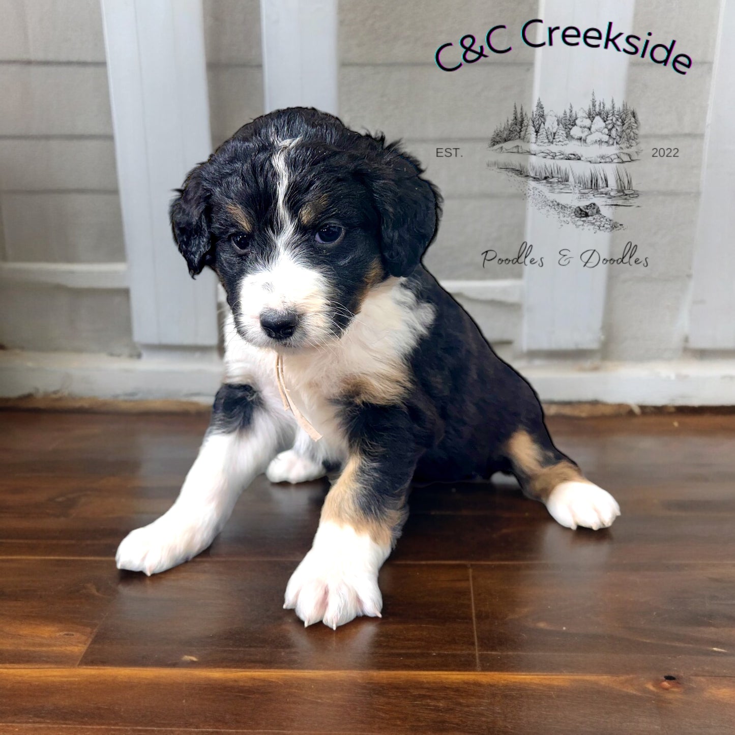 F1 Standard Bernedoodle (Female) "Penny"