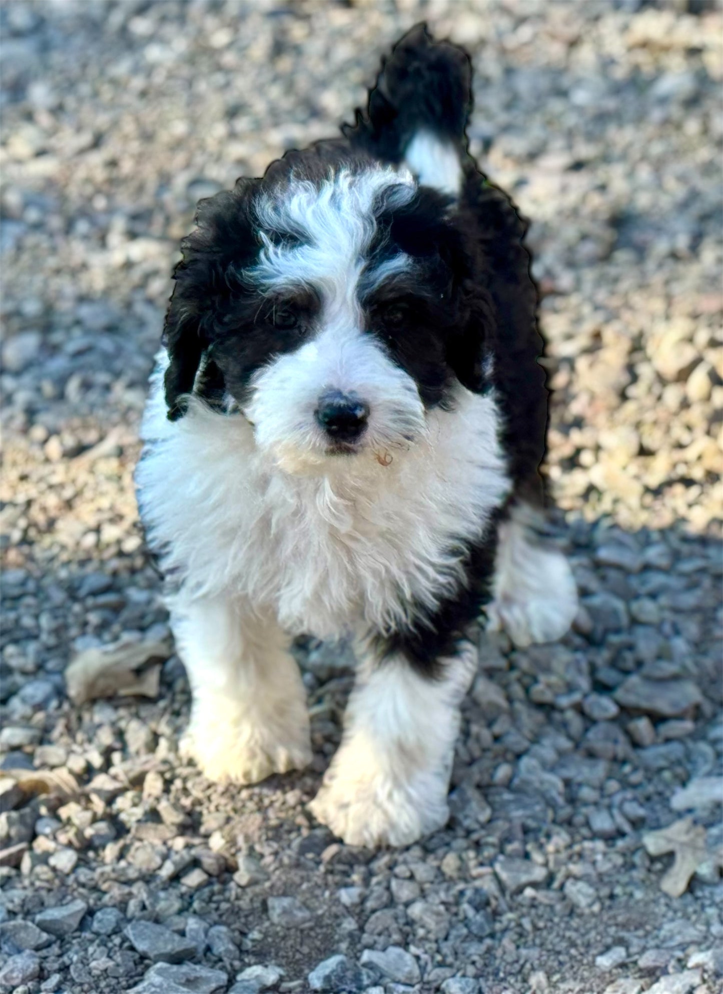 F1b Medium Bernedoodle (Female) "Pumbaa"