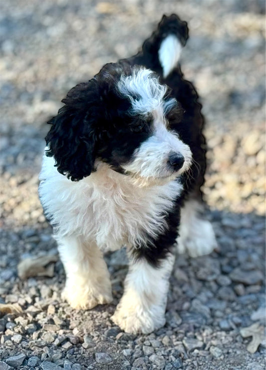 F1b Medium Bernedoodle (Female) "Pumbaa"