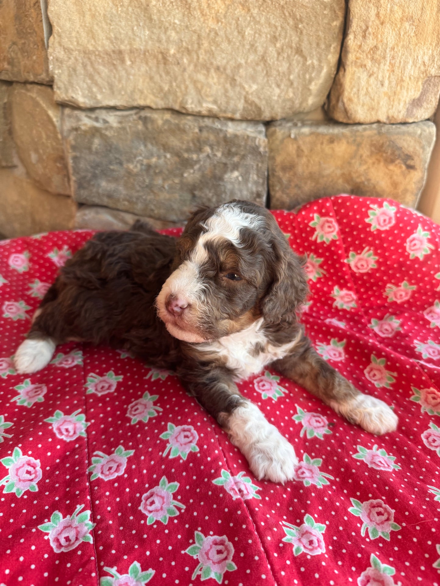 F1bb Micro/Mini Bernedoodle (male) "Cinnamon"