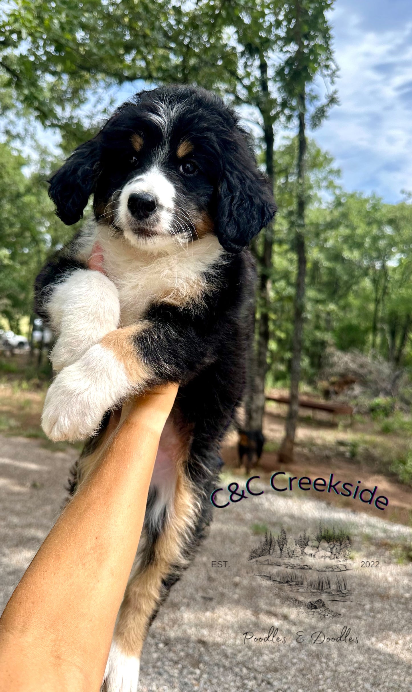 F1 Standard Bernedoodle (Female) "Penny"