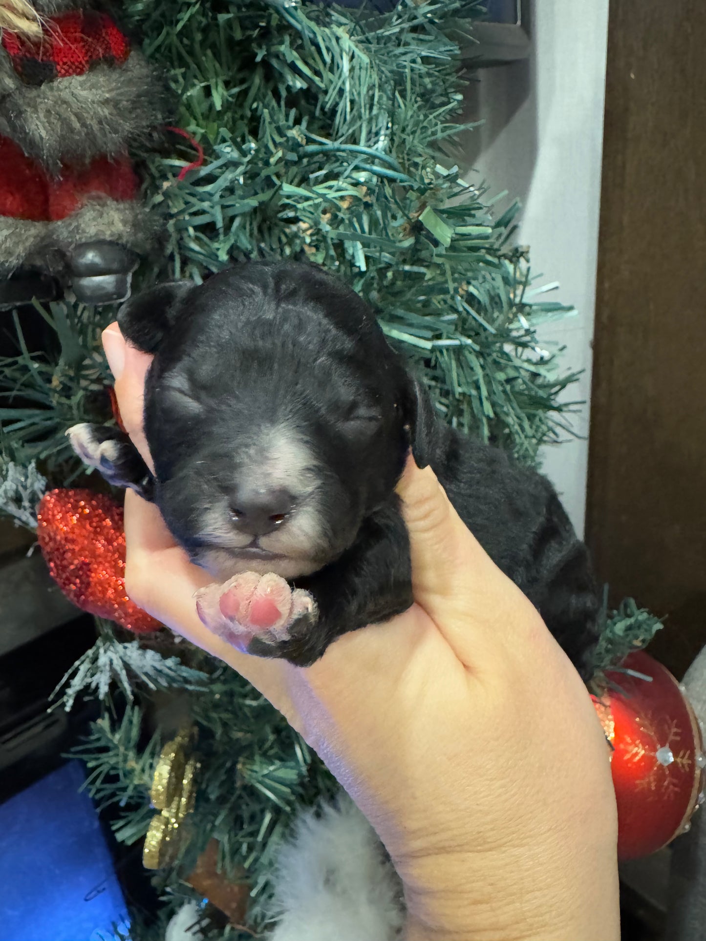 Micro Multigen Bernedoodle (male) "Ross”