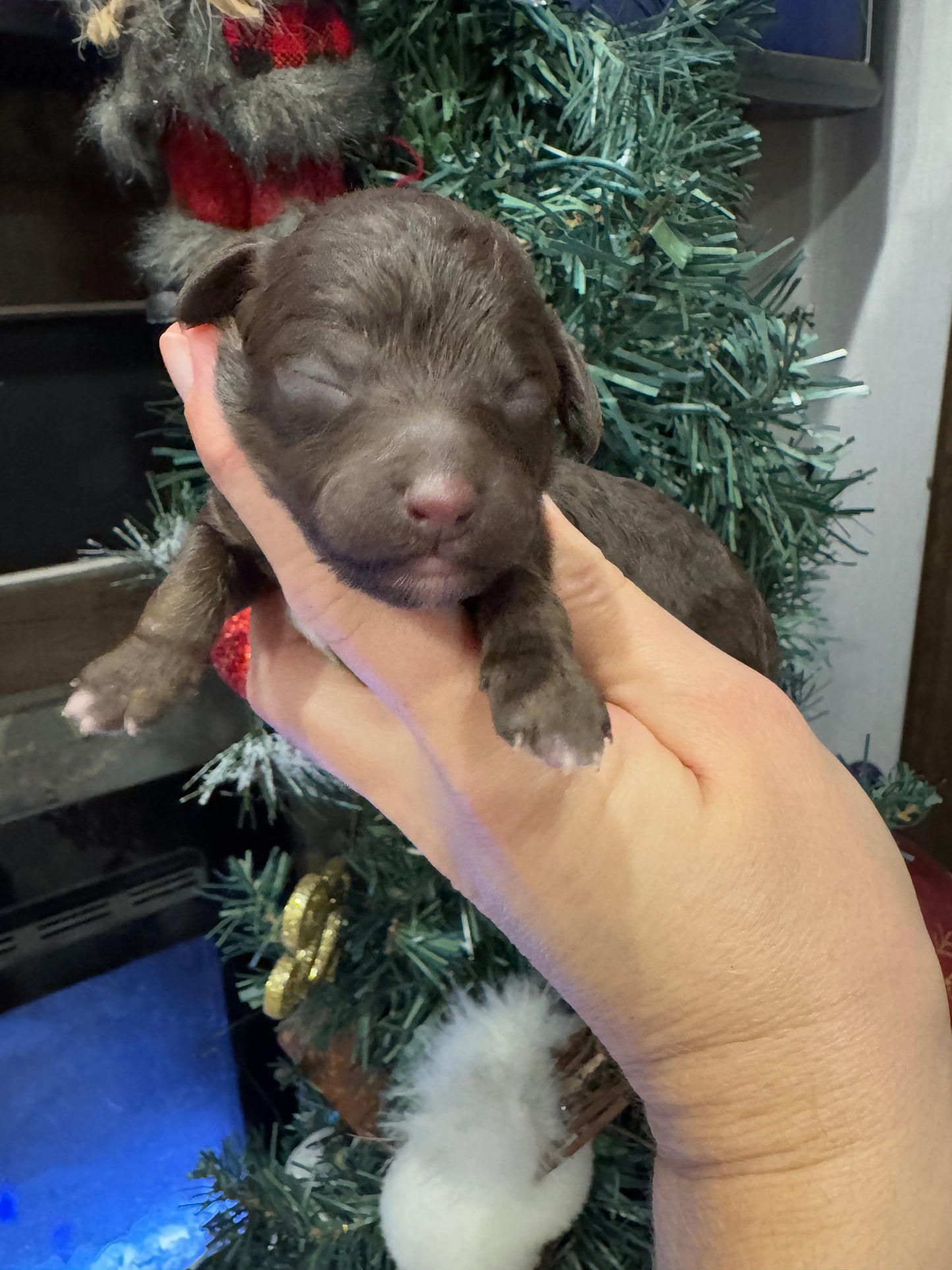 Micro Multigen Bernedoodle (female) "monica"