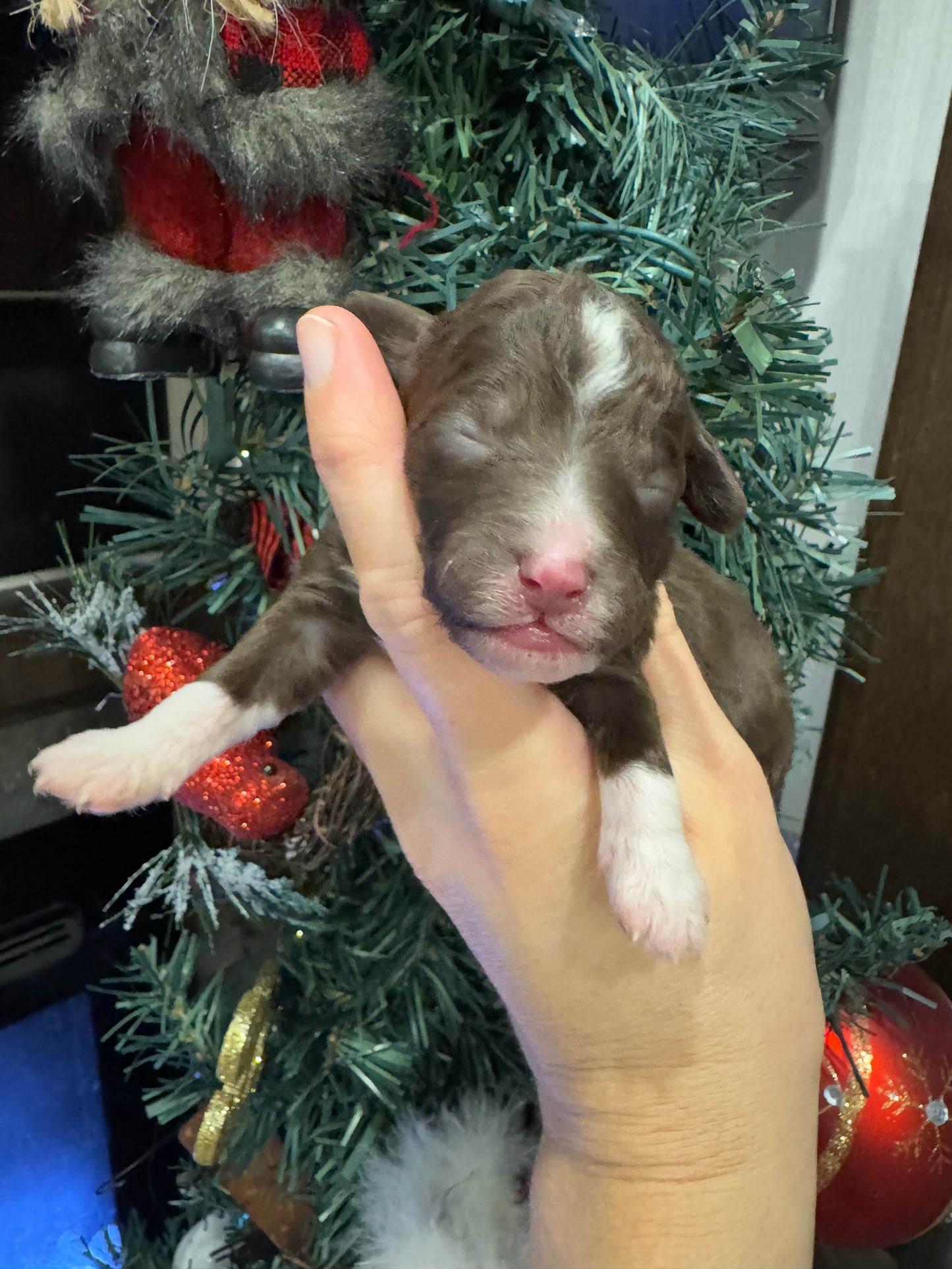 Micro Multigen Bernedoodle (female) "phoebe"