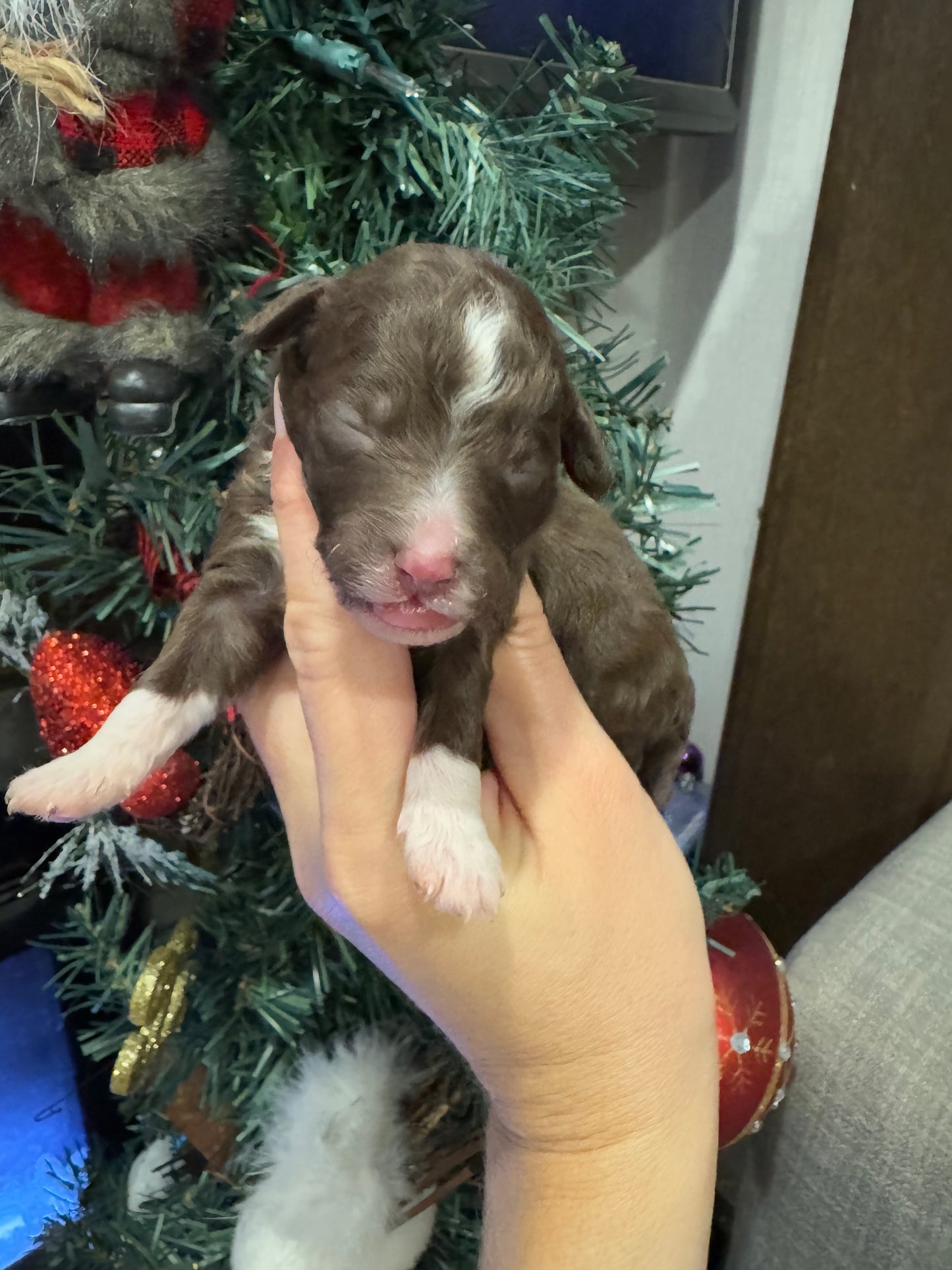 Micro Multigen Bernedoodle (female) "phoebe"