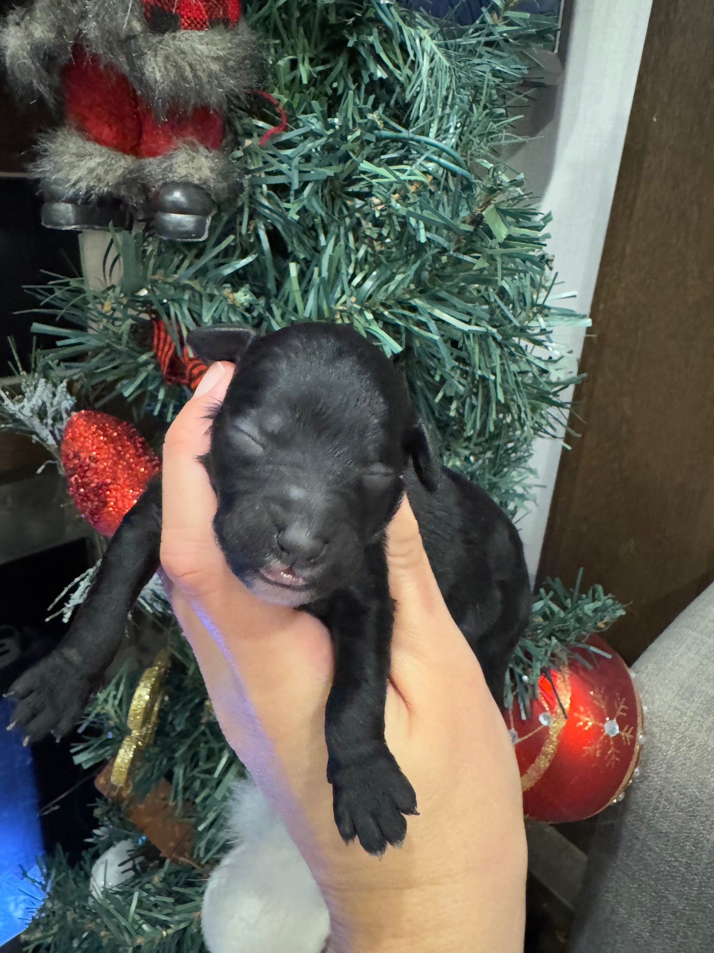 Micro Multigen Bernedoodle (female) "Emma”