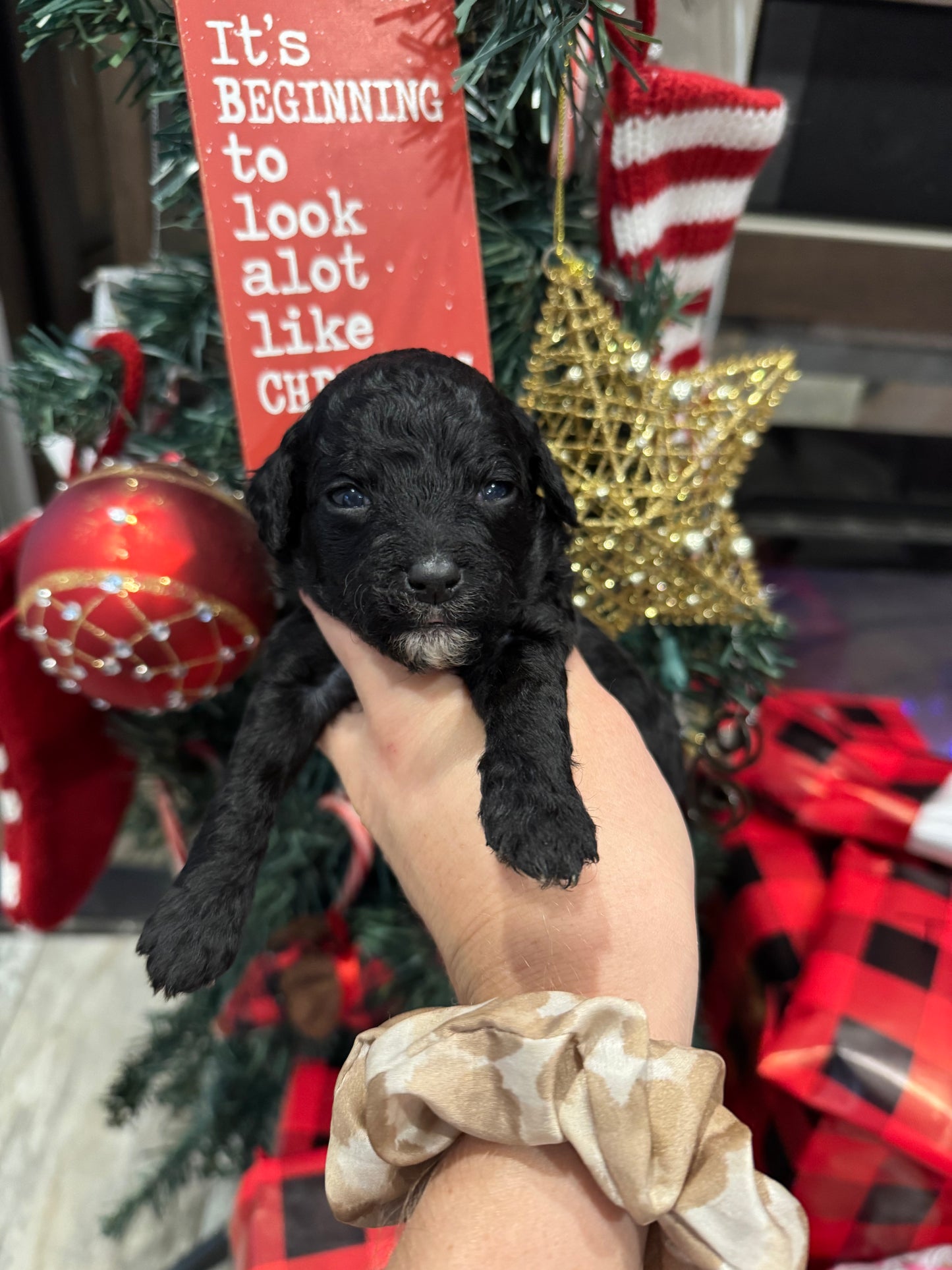 Micro Multigen Bernedoodle (female) "Emma”