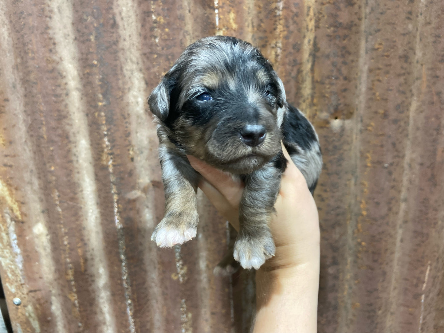 F1b Mini Bernedoodle (male) "Dean”