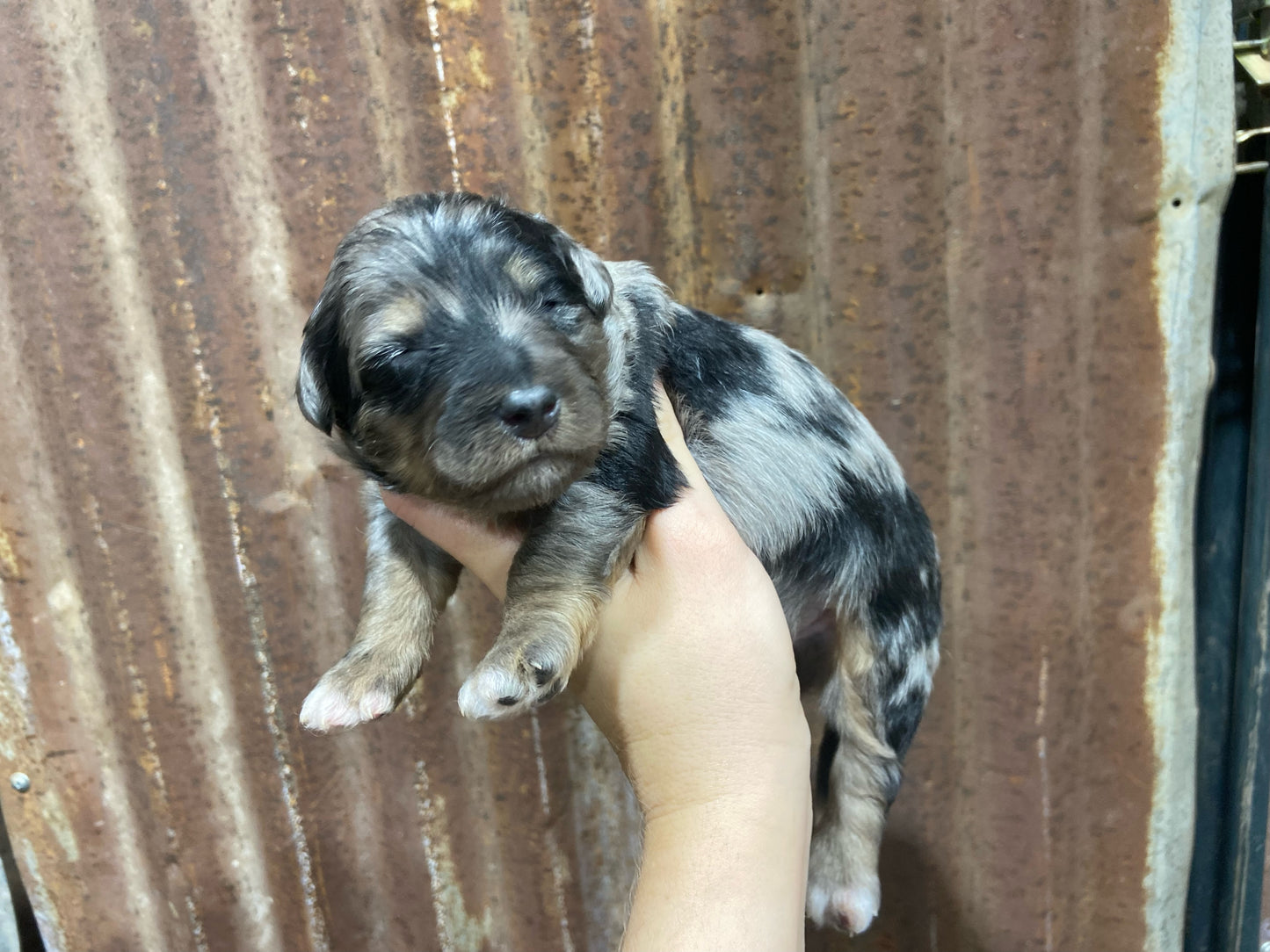 F1b Mini Bernedoodle (male) "Dean”