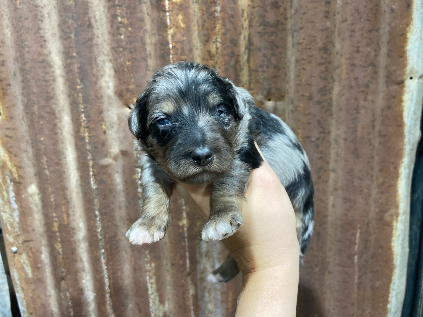 F1b Mini Bernedoodle (male) "Dean”