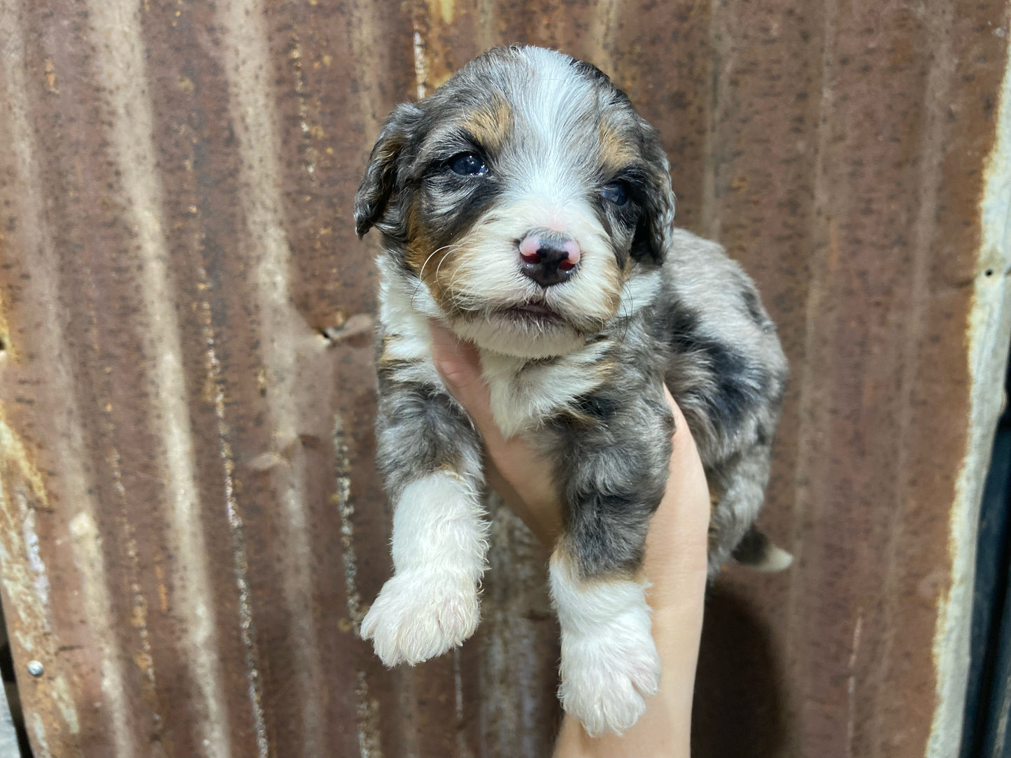 F1 Mini/medium Bernedoodle (male) "Spirit"