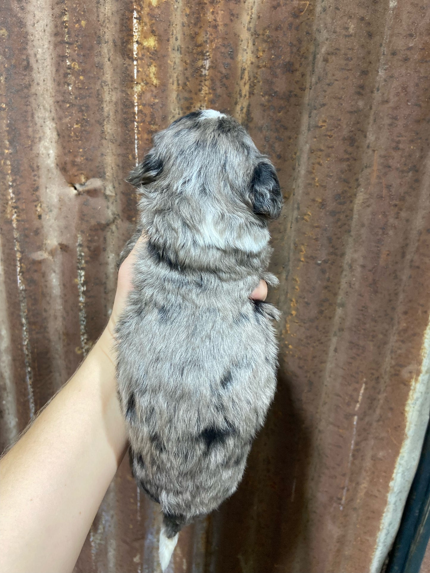 F1 Mini/medium Bernedoodle (male) "Spirit"