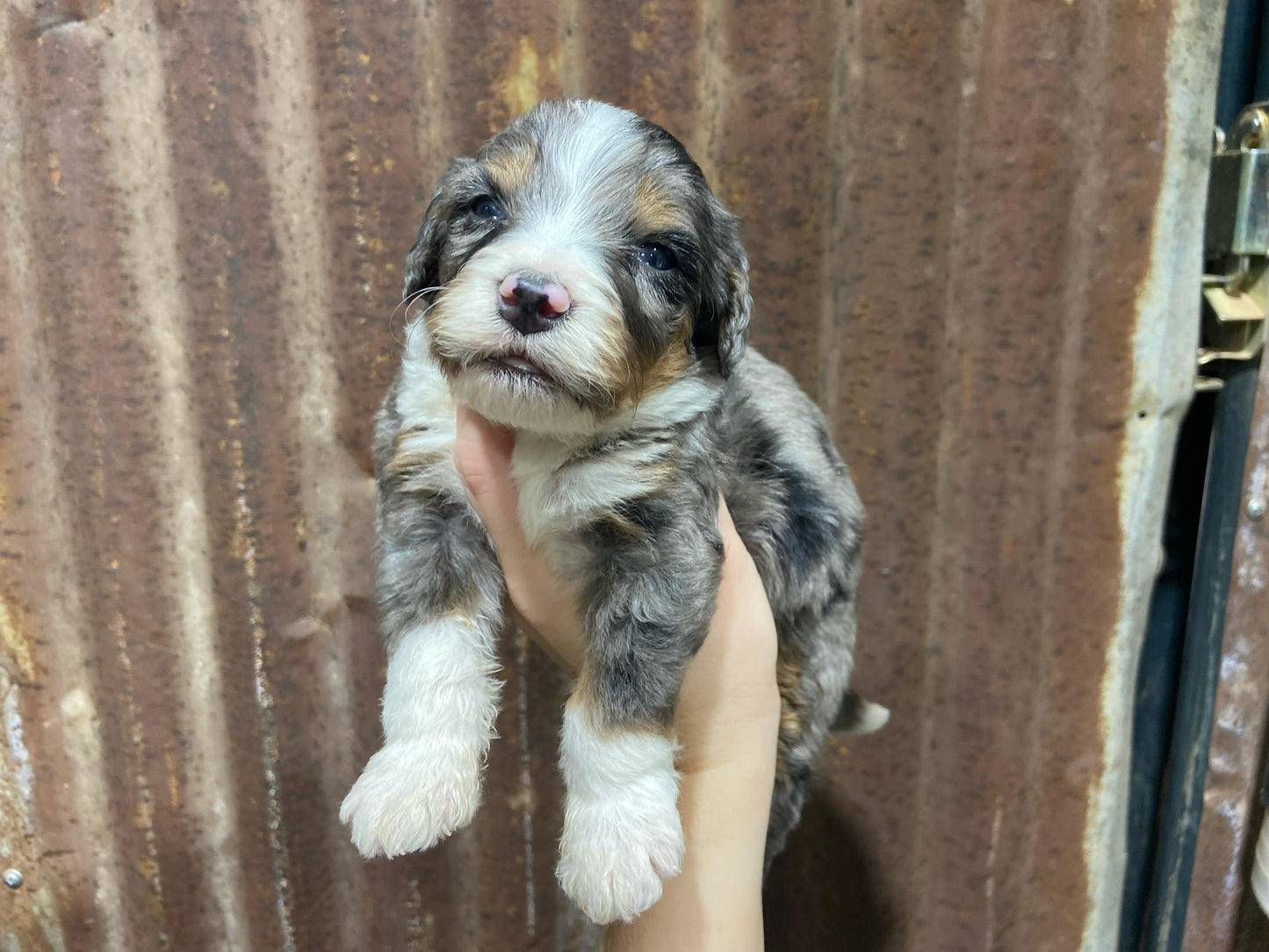 F1 Mini/medium Bernedoodle (male) "Spirit"