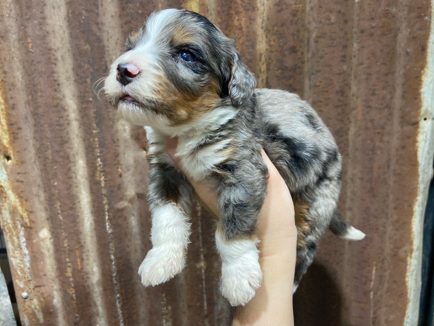 F1 Mini/medium Bernedoodle (male) "Spirit"