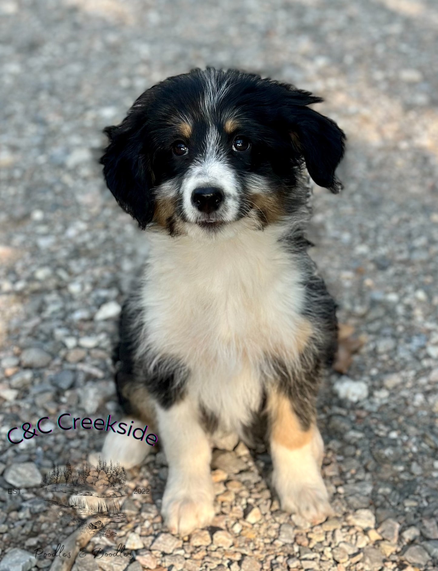 F1 Standard Bernedoodle (Female) "Penny"