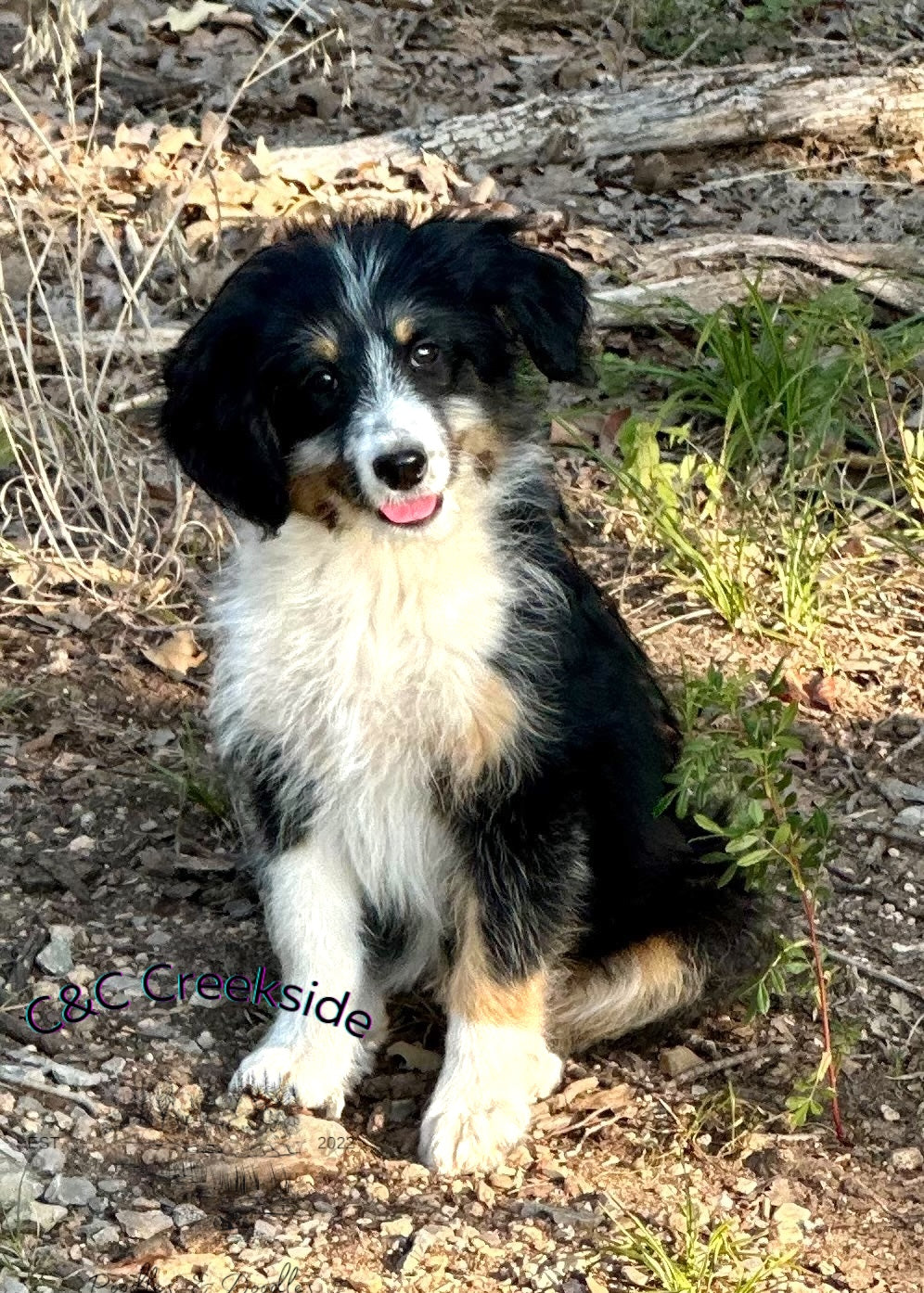 F1 Standard Bernedoodle (Female) "Penny"