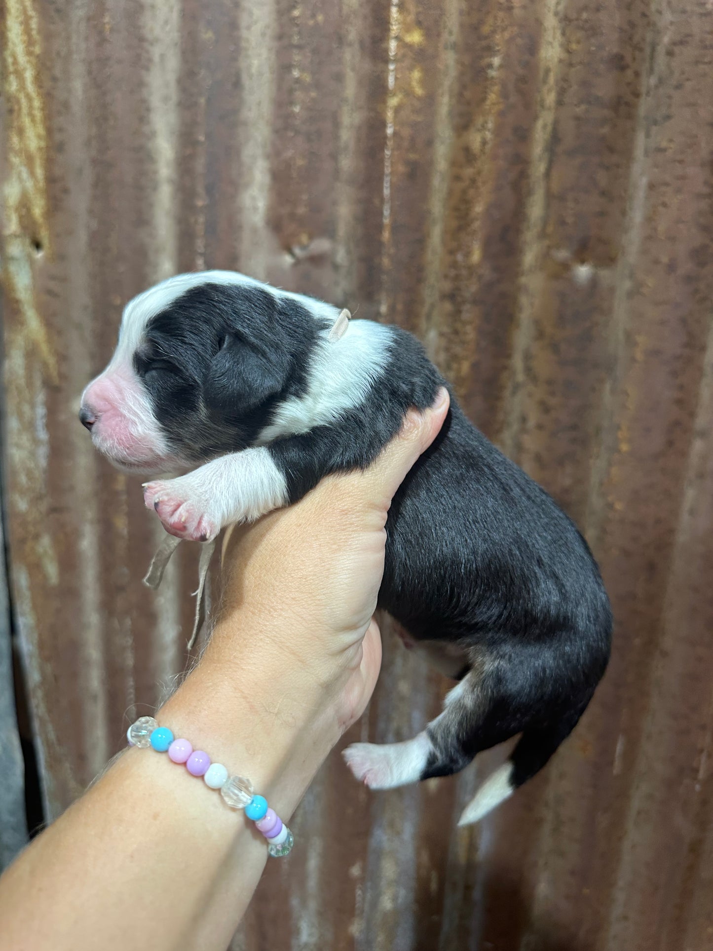 F1 Standard Bernedoodle (Male) "Sunshine"