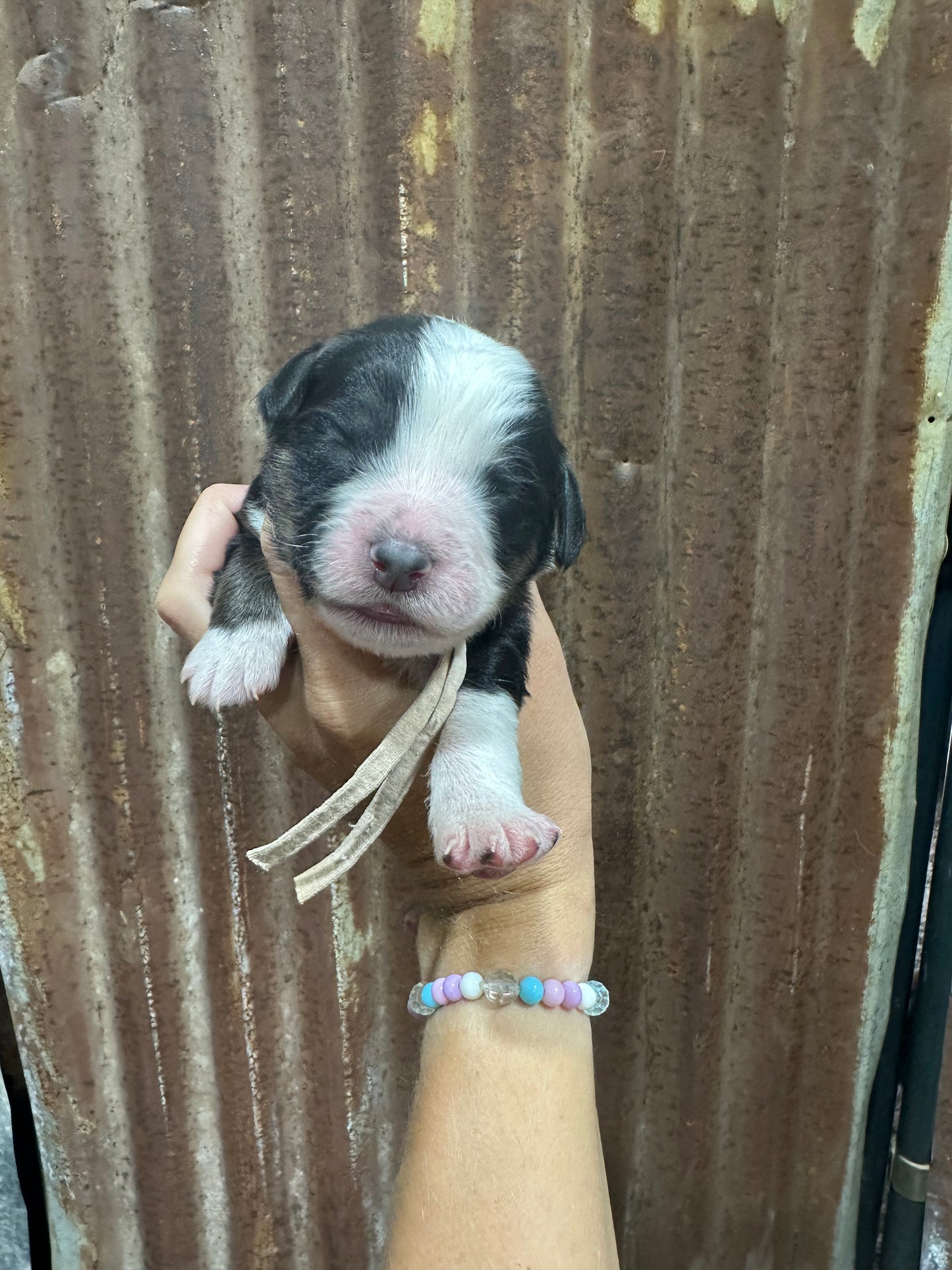 F1 Standard Bernedoodle (Male) "Sunshine"