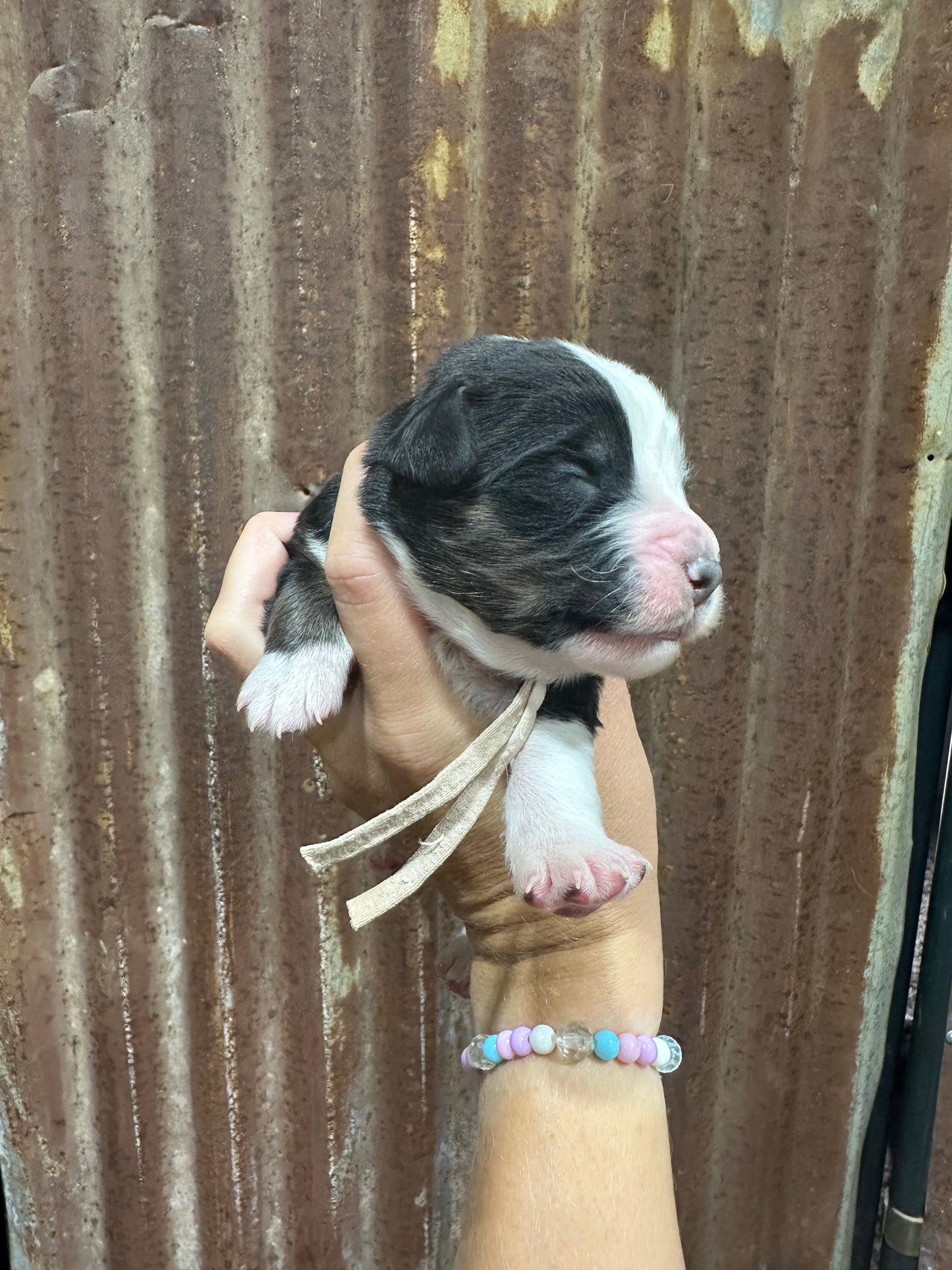 F1 Standard Bernedoodle (Male) "Sunshine"