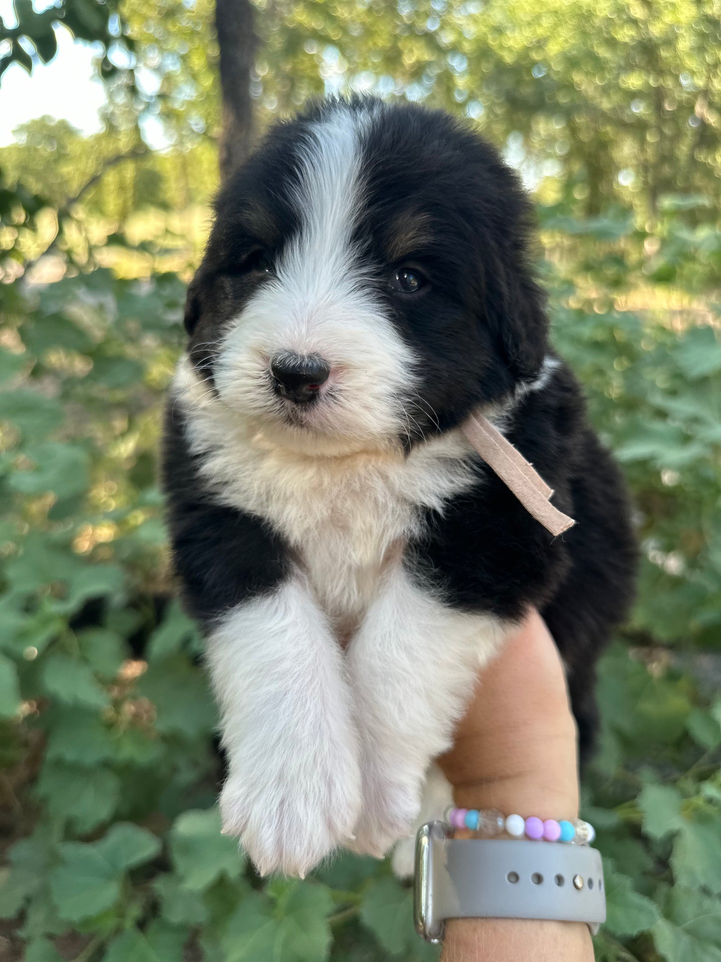 F1 Standard Bernedoodle (Male) "Sunshine"