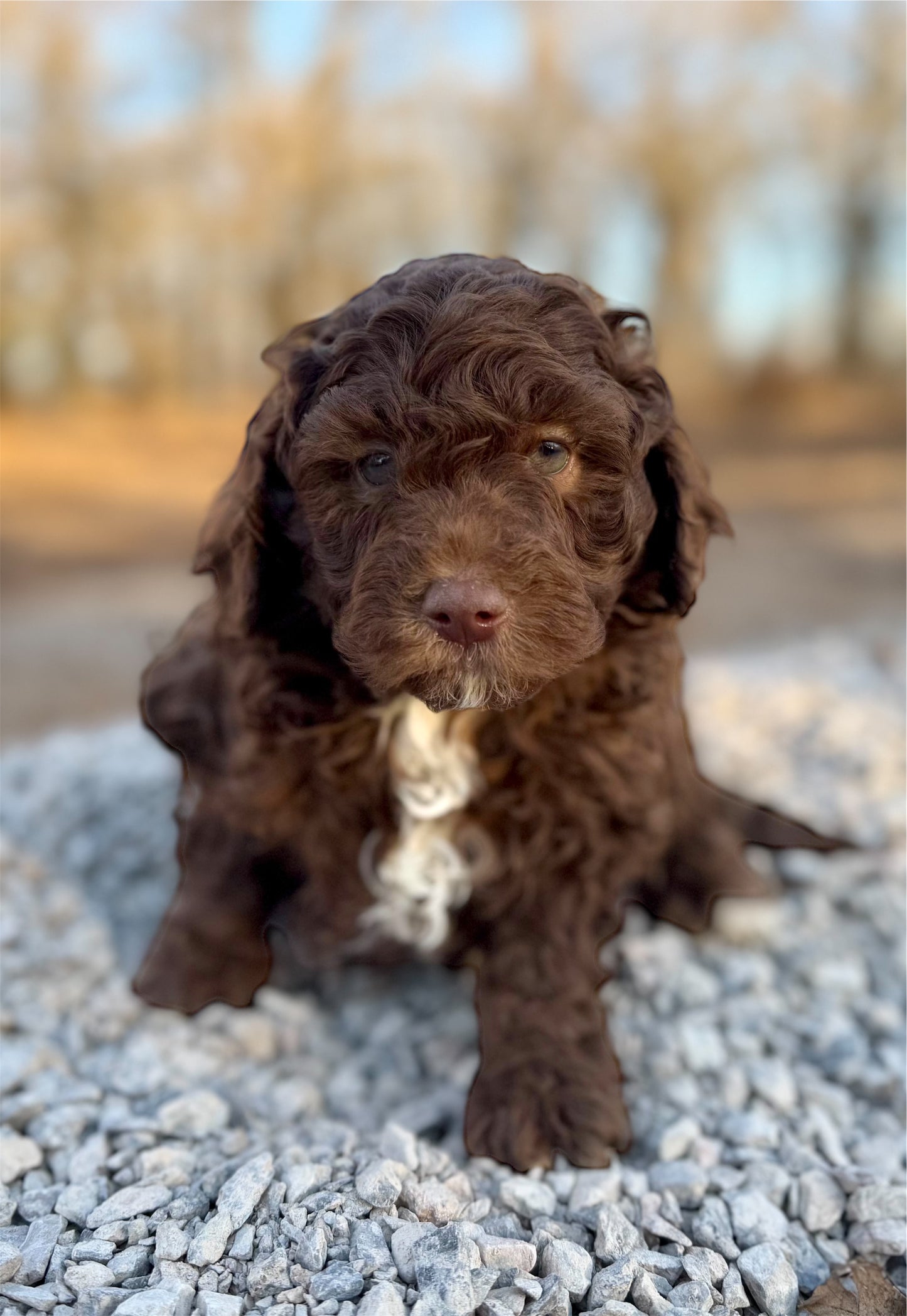 F1b Mini Bernedoodle (male) "Christopher”