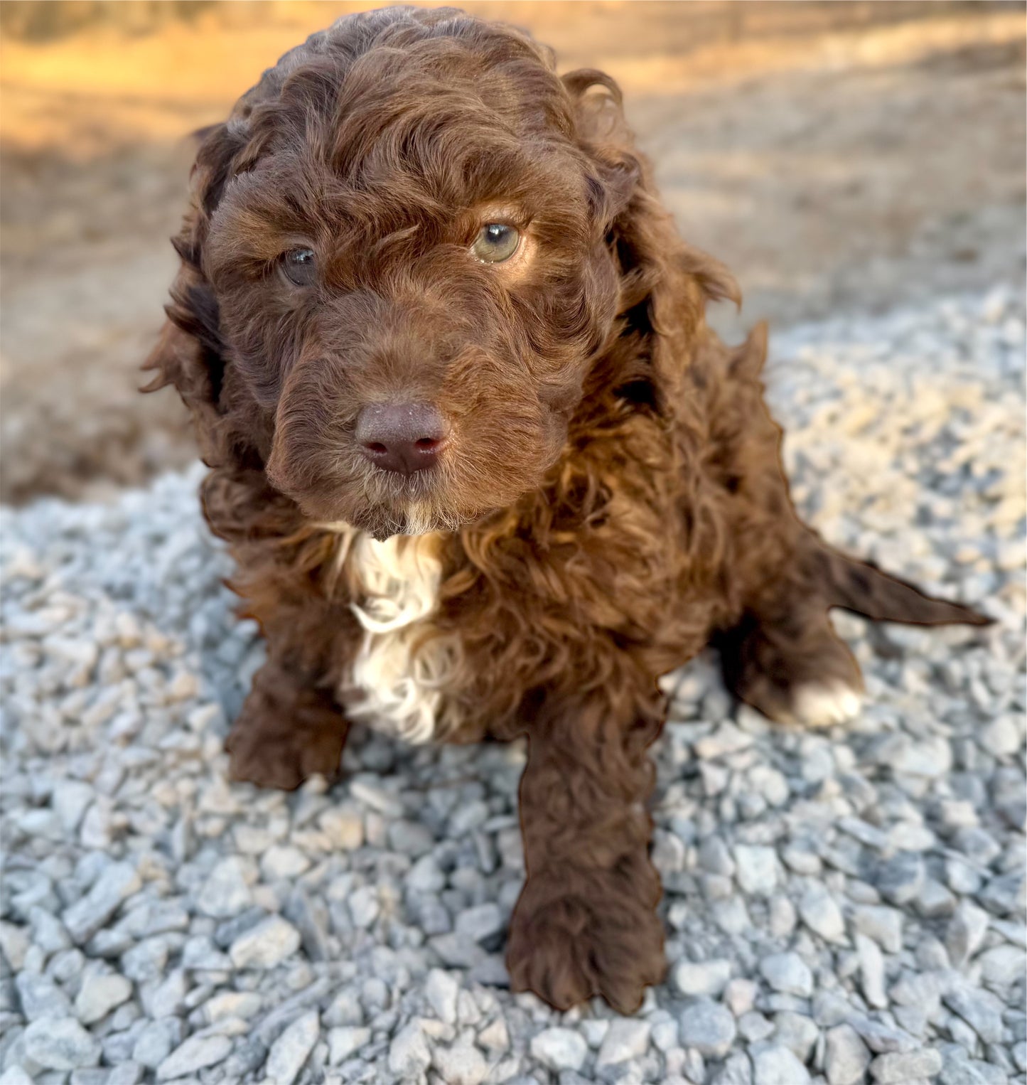 F1b Mini Bernedoodle (male) "Christopher”