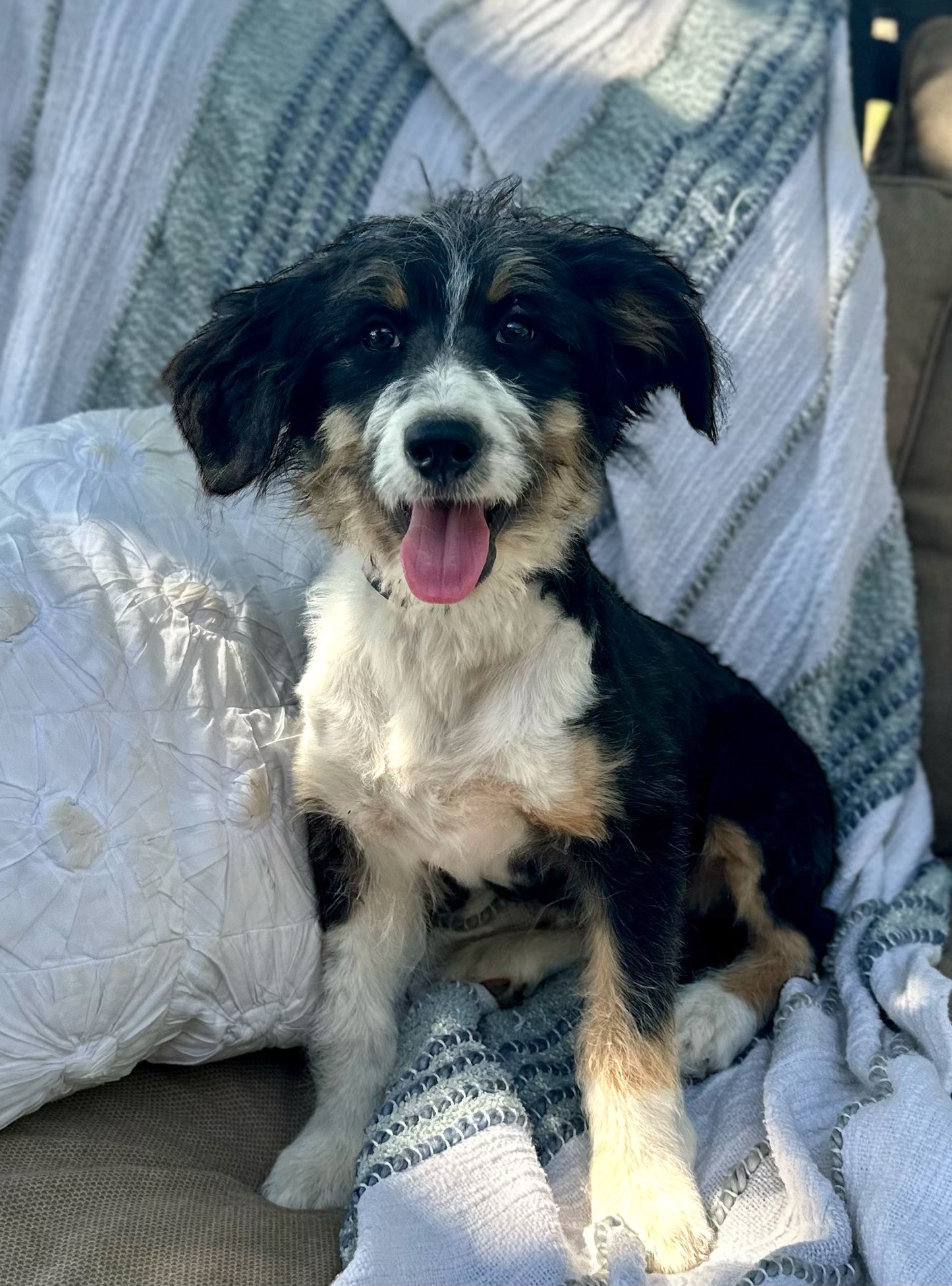 F1 Standard Bernedoodle (Female) "Penny"