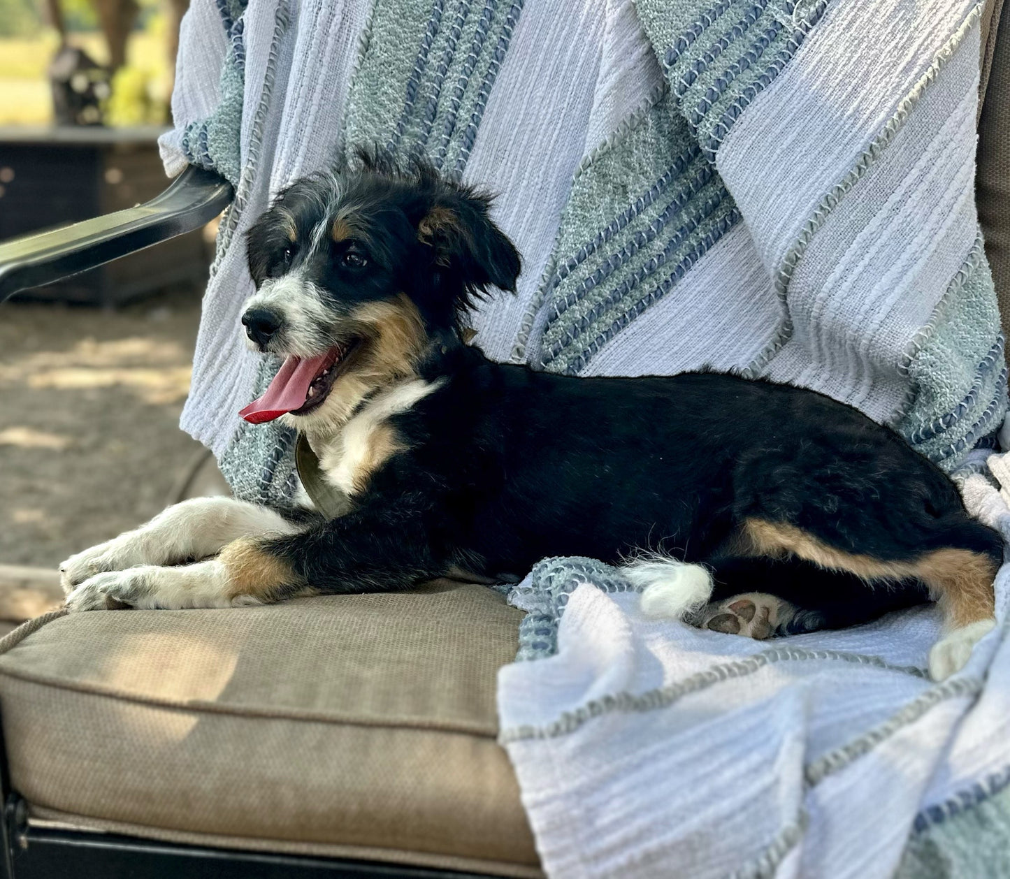 F1 Standard Bernedoodle (Female) "Penny"