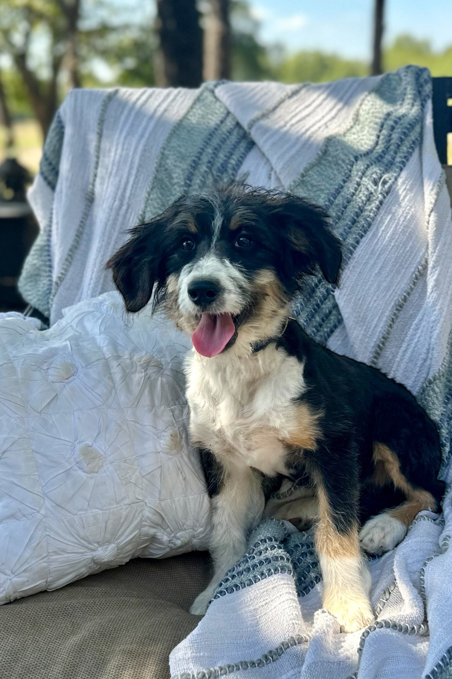 F1 Standard Bernedoodle (Female) "Penny"