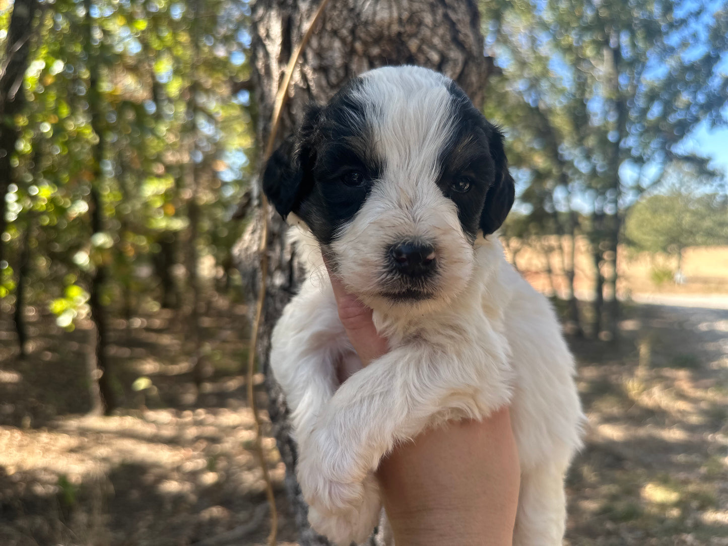 F1b Medium Bernedoodle (Male) "Rafiki"