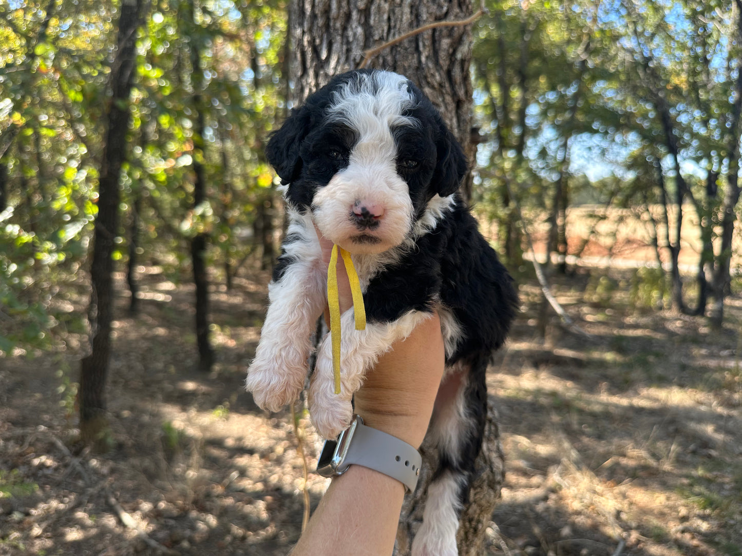 F1b Medium Bernedoodle (Female) "Pumbaa"