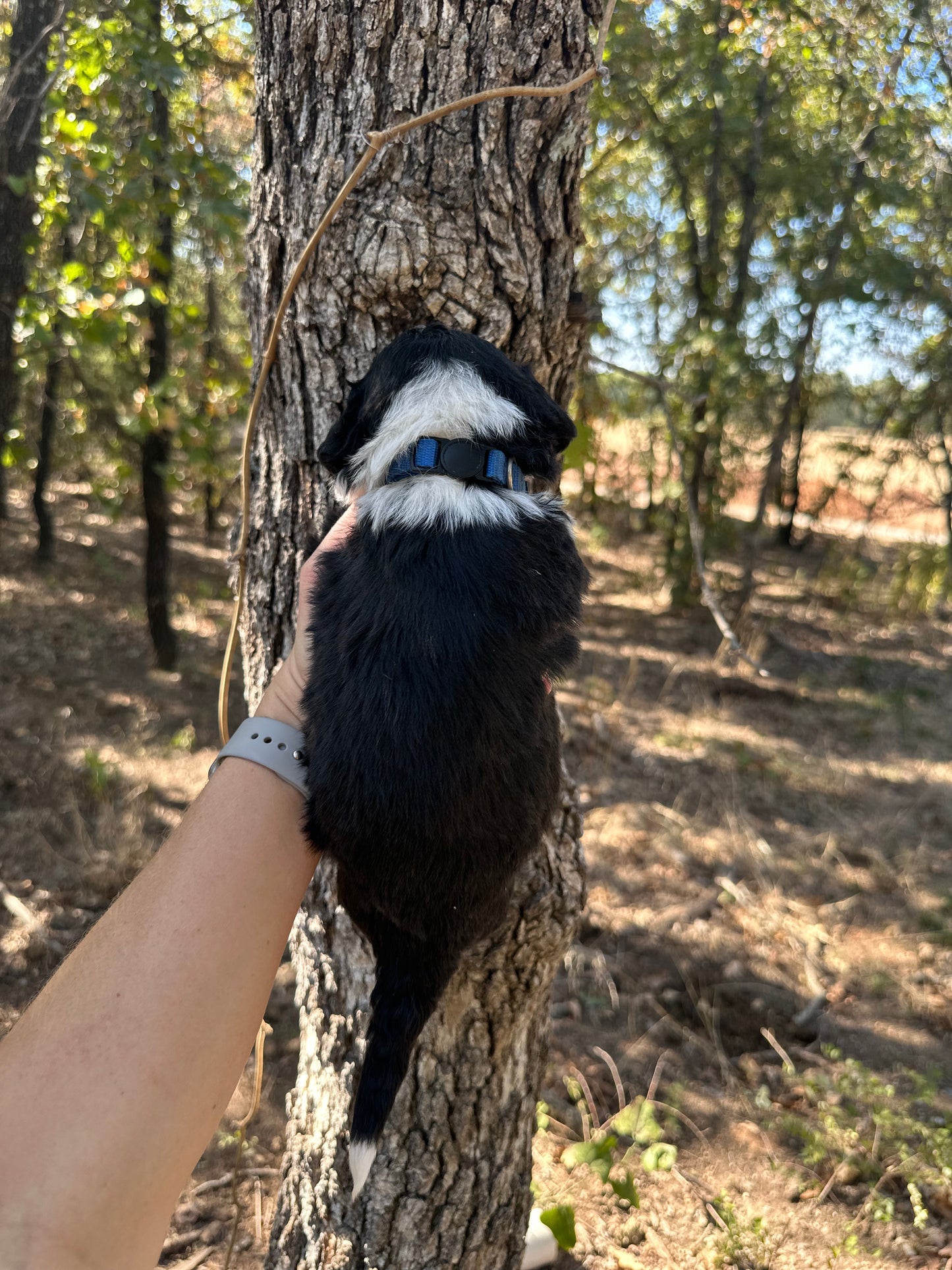 F1b Medium Bernedoodle (Male) "Scar"