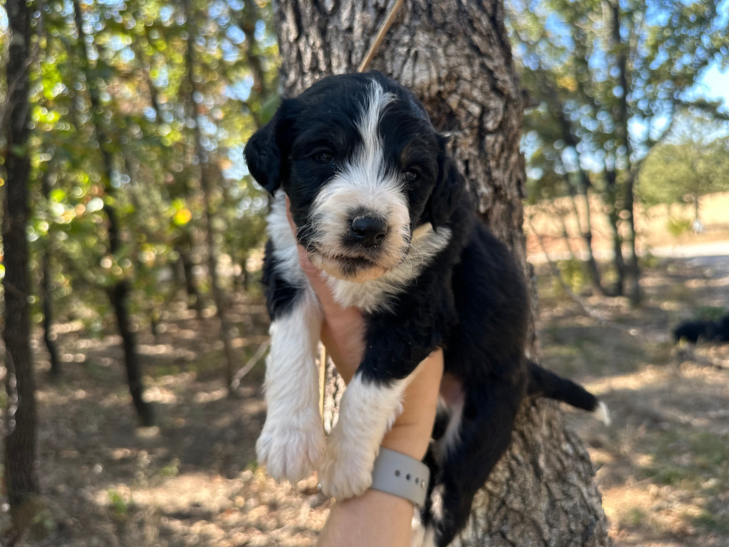 F1b Medium Bernedoodle (Male) "Scar"