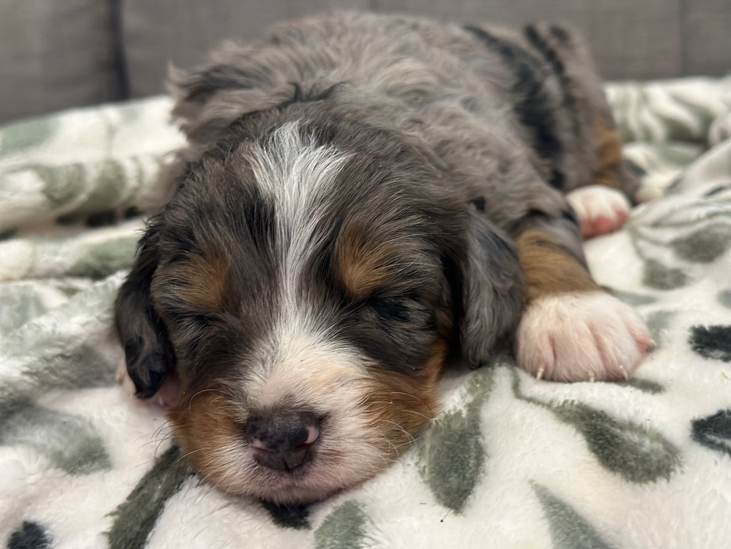 F1 Mini Bernedoodle (male) "Woody"