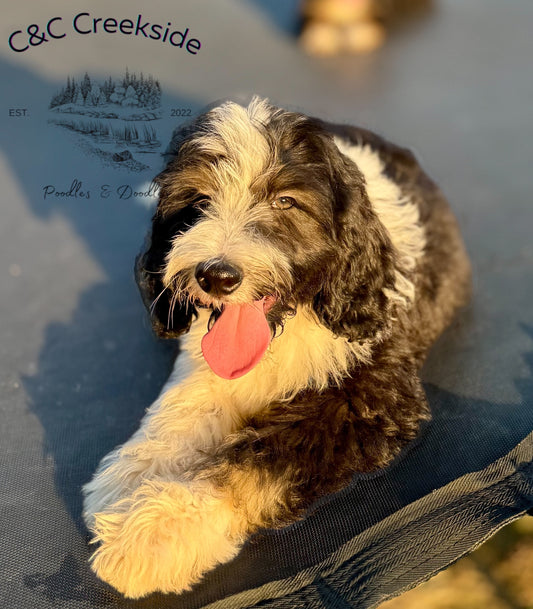 F1B Medium Bernedoodle (male) "David”