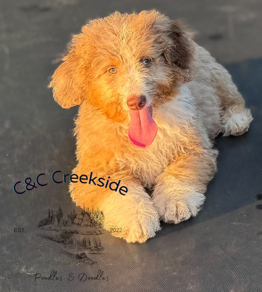 F1B Mini/medium Bernedoodle (male) "Captain Gantu ”