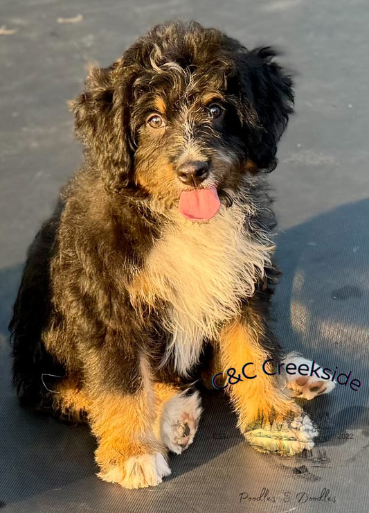 F1 mini Bernedoodle (male) “Ryan Bingham"